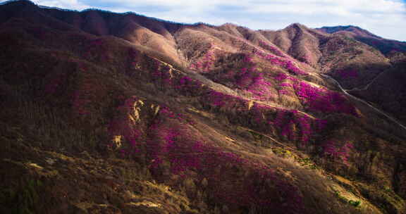 山间盛开的紫色花卉全景