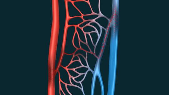 医学血管动静脉毛细血管血液肺循环动画