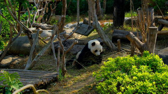 动物园的大熊猫视频素材模板下载