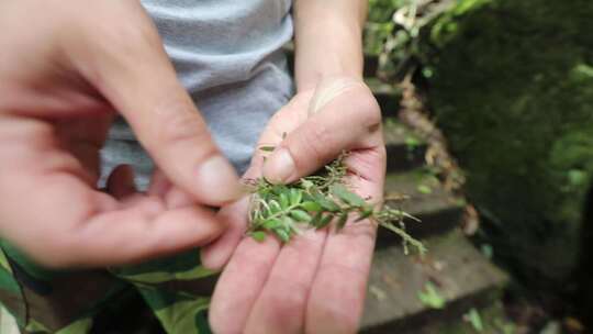 浙江泰顺县乌岩岭手中植物枝叶样本特写