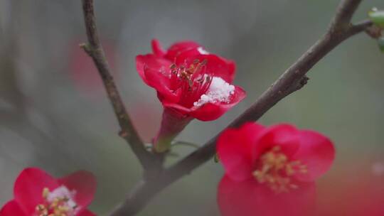 冬天冰雪覆盖的梅花