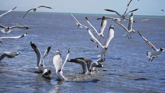 海鸥 升格 慢镜头 海鸟 海鸥群 飞翔