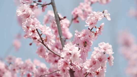 春天春暖花开桃花樱花空镜