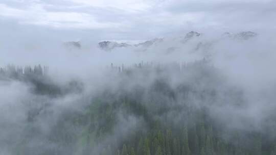 航拍新疆雪山森林风光