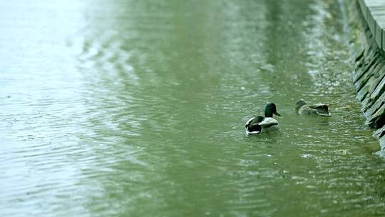 春天在湖水里游弋绿头鸭