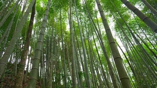 美丽的生态竹海竹林竹子参天竹林