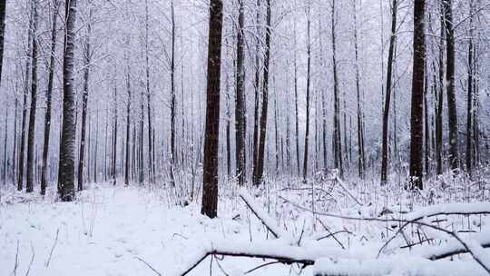 冬天森林里雪花飘飞