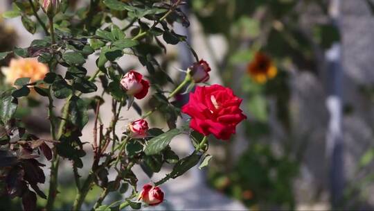 花园里的玫瑰花