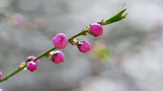 春天盛开的粉色碧桃桃花花朵特写