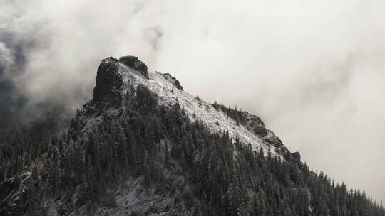 高耸入云的山林景观