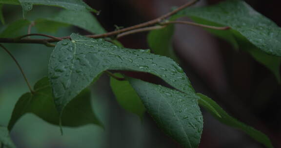 意境实拍大自然水森林雨滴森林下雨河流山水