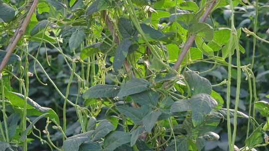 菜园里种植的豇豆长豆角