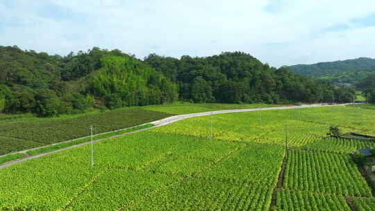 田野 村庄 航拍