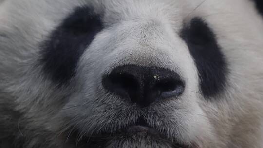 四川卧龙国家级保护动物大熊猫