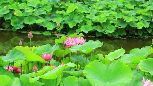 夏日荷塘实拍