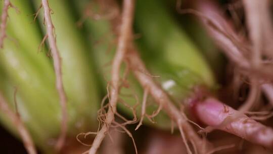 微距菠菜香菜菜根根茎