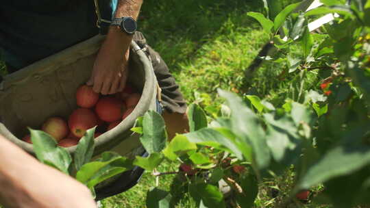 苹果园里面摘苹果视频素材模板下载