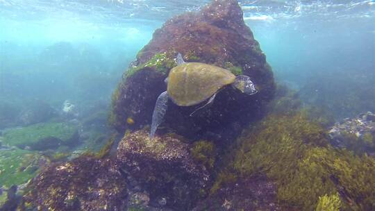浮出水面的绿海龟视频素材模板下载