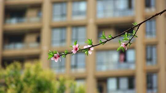 春天桃花盛开实拍