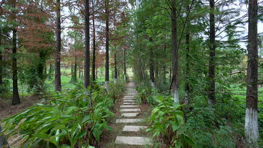 武汉江夏区藏龙岛国家湿地公园