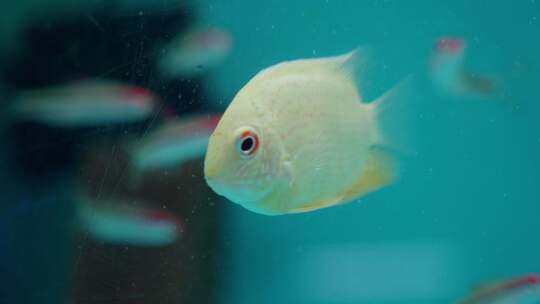 金带慈鲷黄鱼。和其他物种一起在水族馆游泳