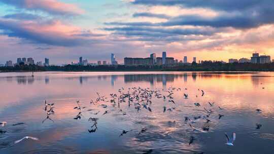 昆明城市日出时草海湿地湖面上的海鸥
