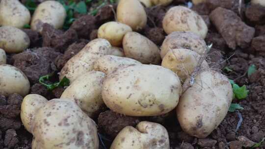 农村土地里收获的新鲜土豆
