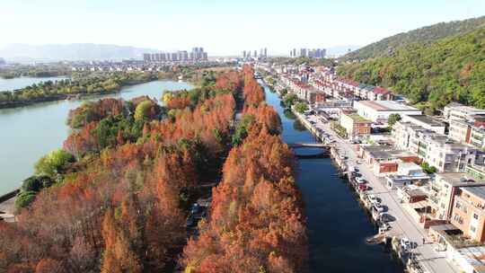 杭州湘湖秋天水杉树林风景航拍