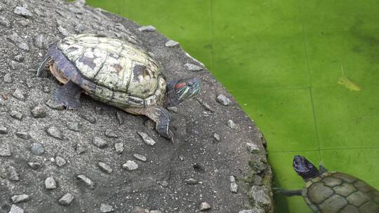 公园水里和岸上的乌龟视频素材模板下载