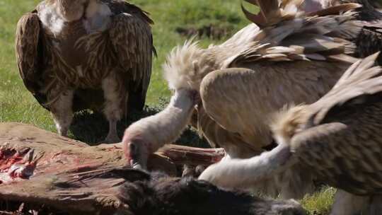 C食马秃鹫群4K视频