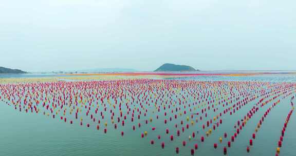 海洋养殖牡蛎生蚝深海养殖场航拍