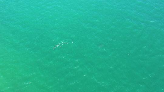 4K航拍大海飞翔的海鸥海鸟