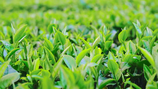 广东清远英德乡村茶园茶叶茶农采茶特写4K