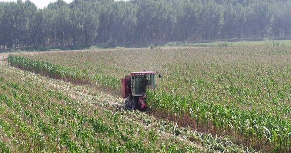 农业机械收割玉米