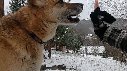 雪地里和狗狗玩耍的人