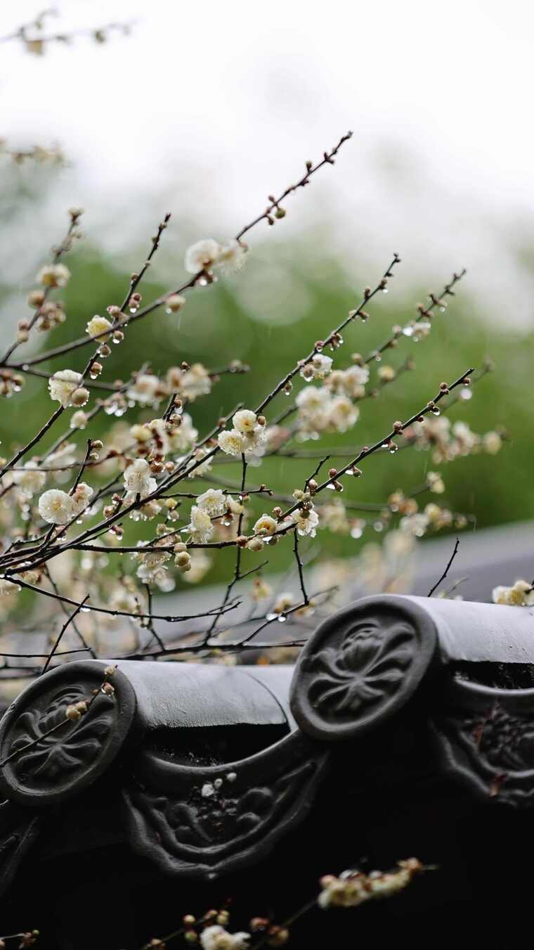 合集-屋檐旁挂着雨滴的梅花特写竖屏