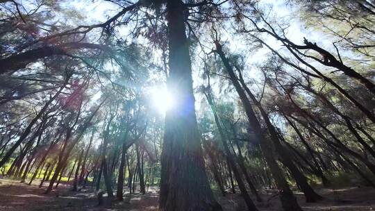 【合集】穿越机森林穿梭松树林阳光树林风景