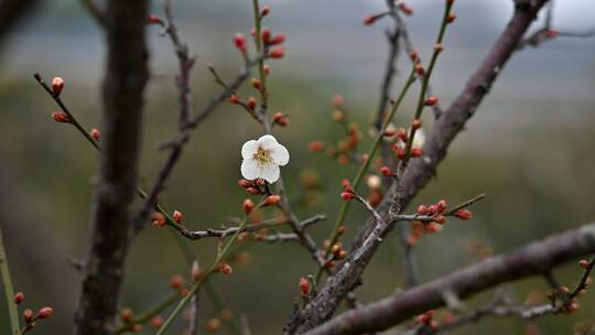 盛开的梅花