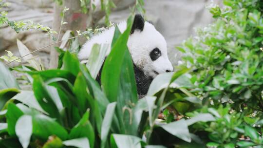 萌萌的大熊猫幼崽