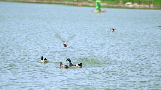 北京的春天在湖中游弋的野鸭子视频素材模板下载