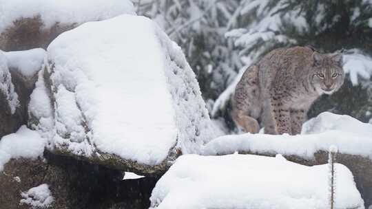 山猫，野猫，雪，物种