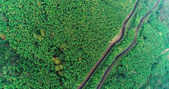 山间树林小道