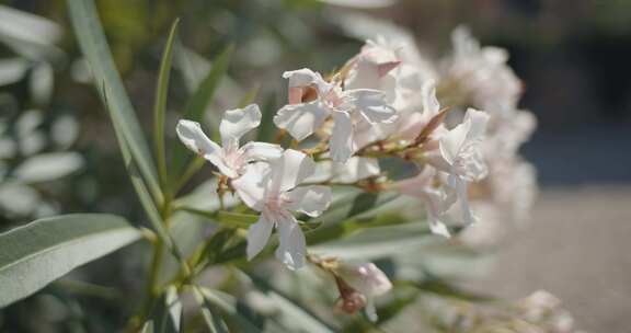 树，树枝，花，茉莉