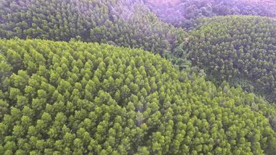 雾气笼罩的茂密山林全景