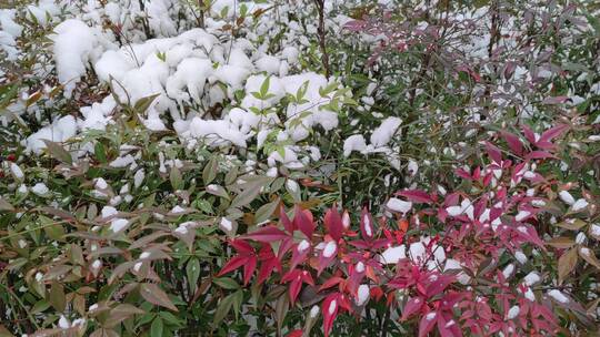 雪后的公园花坛景观