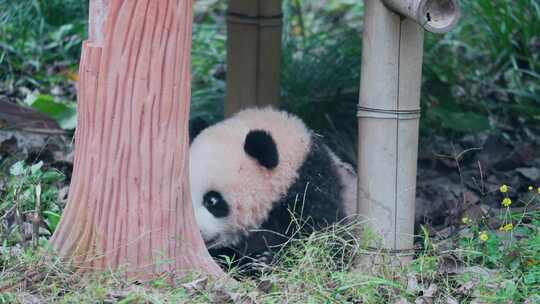 大熊猫幼崽视频素材模板下载