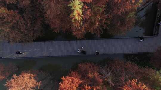 中国广东省广州市黄埔区知识城凤凰湖水杉