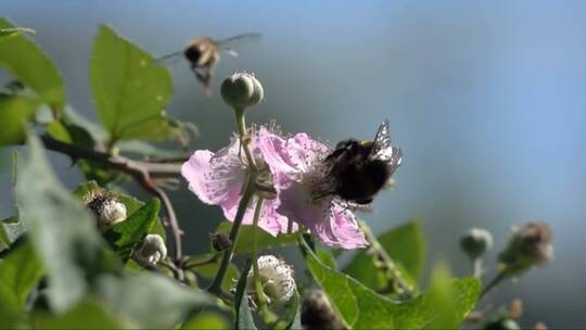 落在花朵上的蜜蜂