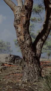 东非开阔草原上的金合欢树博茨瓦纳