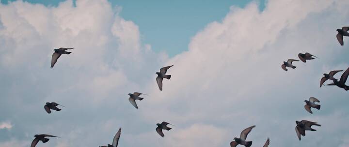鸟群在天空中飞行